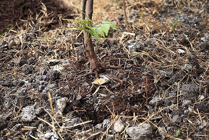 filling dirt around tree roots after planting in soil