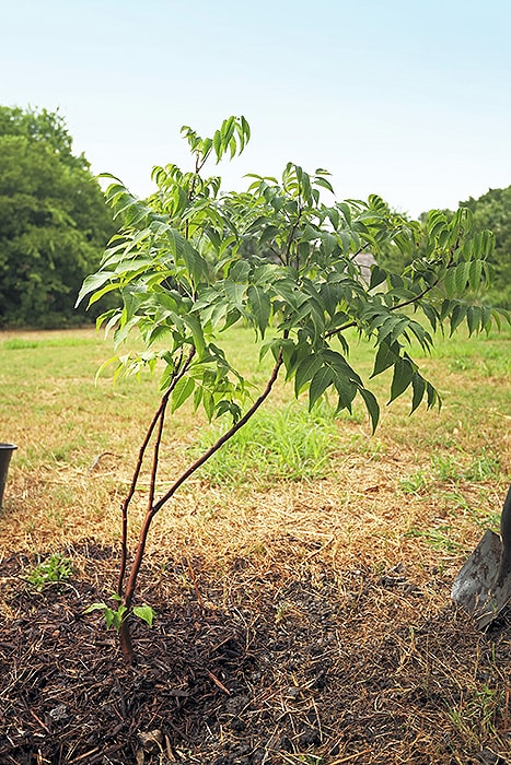 little planted tree