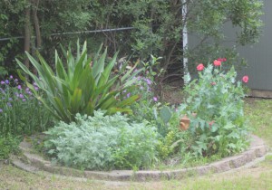 Giant lillies and re-seeding poppies