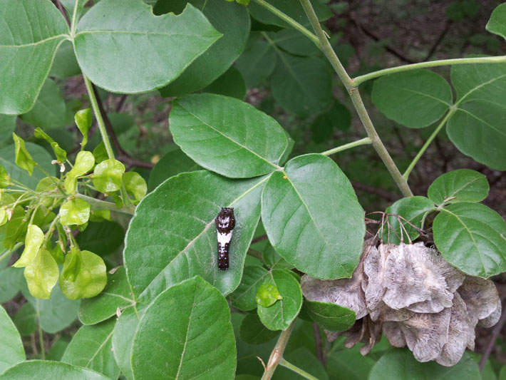 This hoptree (Ptelea trifoliata) has been visited by a bird. Look again…this is a caterpillar! As a means of camouflage, the caterpillar of the giant swallowtail (Papilio cresphontes) butterfly resembles a bird dropping throughout its development to the adult stage to avoid being eaten by predators such as birds and small mammals.