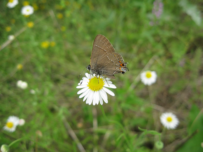 With all of the beauty in the landscape, the variety of flowers and colors that burst forth in spring can make it easy to overlook small details. The quarter-sized gray hairstreak (Strymon melinus) butterfly is a beautiful, yet unobtrusive, denizen of the landscape. Here, a lazy daisy (Aphanostephus skirrhobasis) provides a resting place. Seems like an appropriate name, yes?