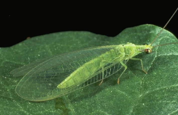 green lacewing adult drees