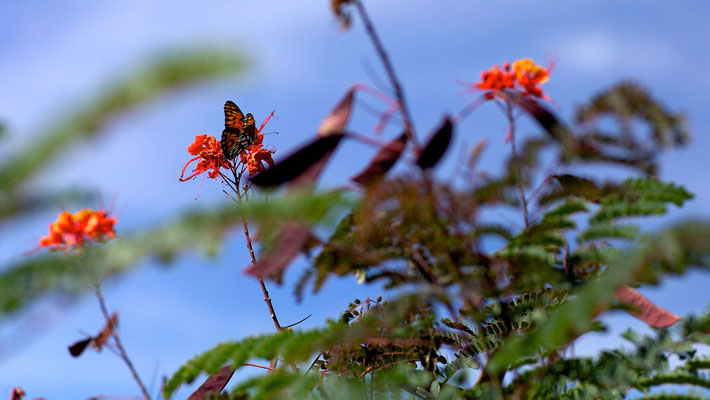 This gulf fritillary (Agraulis vanillae) butterfly takes a private moment to sip nectar from a bright orange Pride of Barbados (Caesalpinia pulcherrima) blossom. Gulf fritillaries are one of the most colorful denizens of a floral landscape, moving quickly from flower to flower in search of a sweet meal.