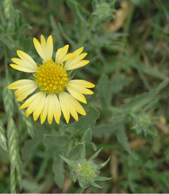 Many species of ants collect nectar from flowers as an energy source. this little black ant (Monomorium minimum) is visiting a yellow Gaillardia (Gaillardia spp.)