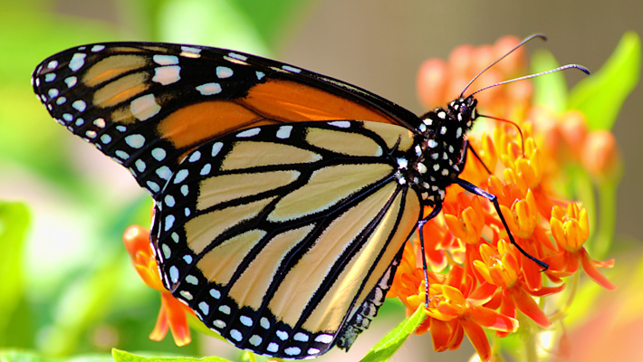 monarch butterfly on milkweed plant
