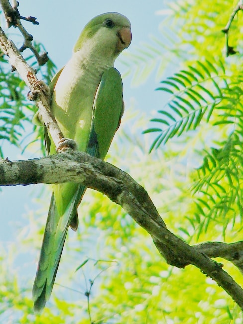 monk parakeet Concepcion park