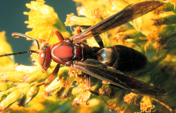 Paper Wasp