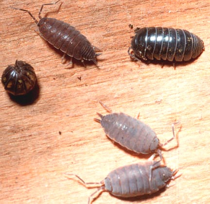 pillbugs, rolly pollies, doodle bug