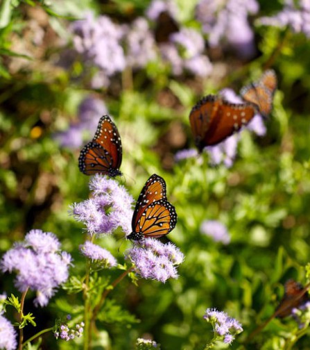 Blue mistflowers (Conoclinum coelestinum) belong to the same flower family as sunflowers. These drought-tolerant additions to any landscape are extremely attractive to butterflies, such as these queen butterflies (Danaus gilippus). Queen butterflies are related to the monarch (Danaus plexippus) butterfly and are attracted to milkweeds, nectar, rotting fruits and animal droppings.