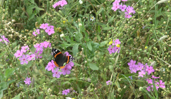 Red Admiral Butterfly