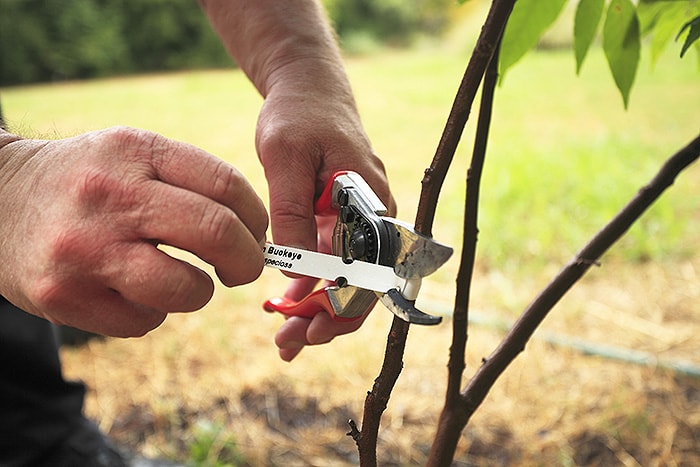 removing tags and wires from tree with sheers