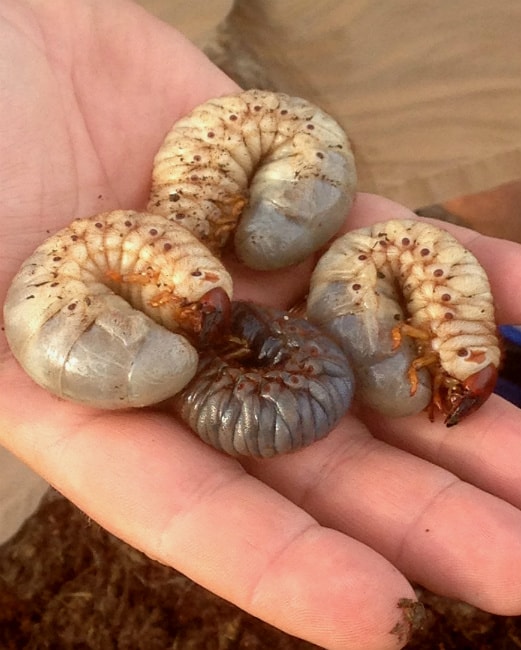 Rhinoceros Beetle Grubs