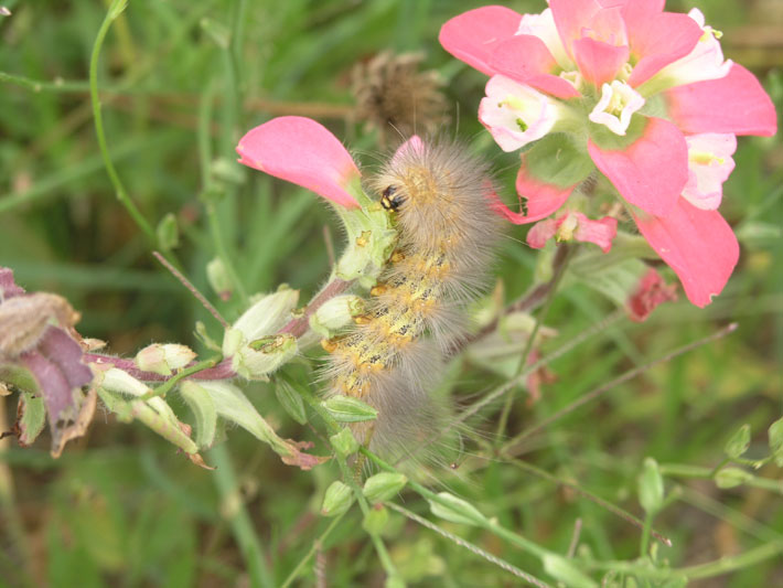 Saltmarsh Caterpillar