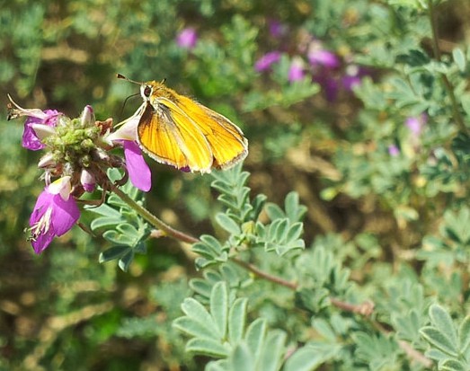 Southern Skipperling Butterfly
