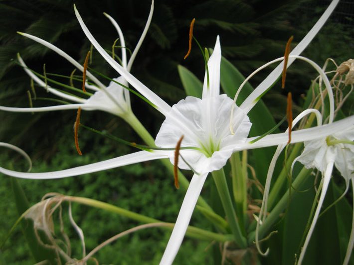 Spider Lily