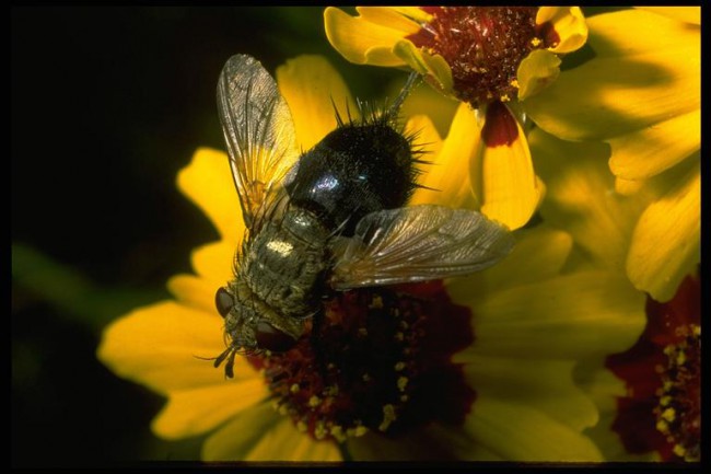 This tachinid (prounounced tuh-kin-id) fly (Archytas spp.) looks like a larger and more hairy version of the common house fly (Musca domestica). However, while tachinid flies enjoy pollen and nectar as adults, their offspring develop inside the bodies of pest caterpillars and serve as beneficial biological control agents. (Photo: Bart Drees)