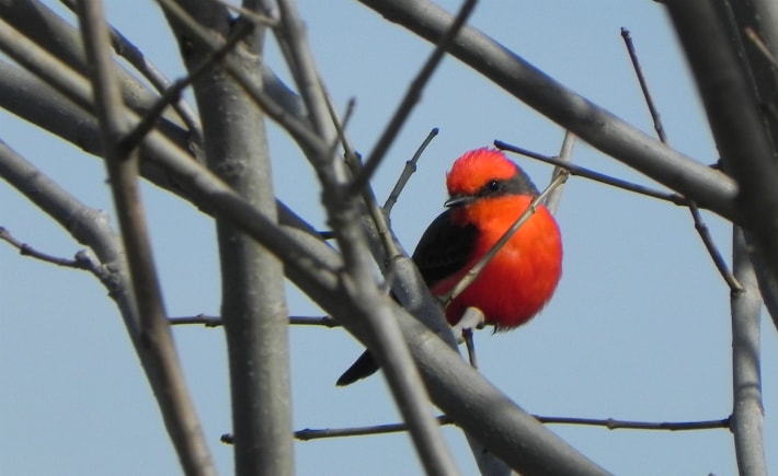 vermillion bird on bare branches