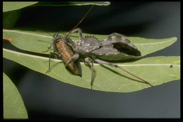 wheel bug arilus cristatus