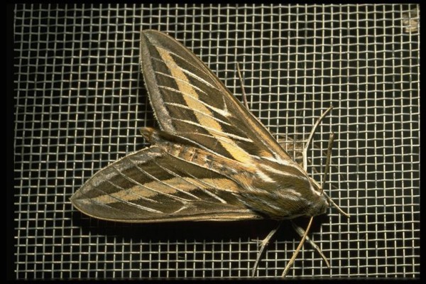 White-lined Sphinx Moth