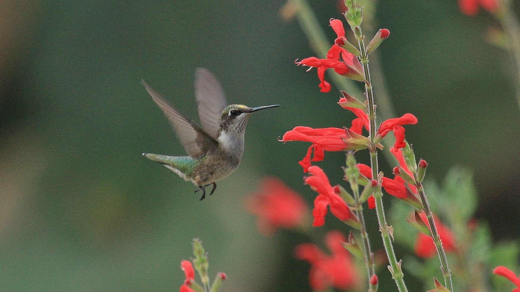 vermilion-sage-salvia-darcyi-1744x982