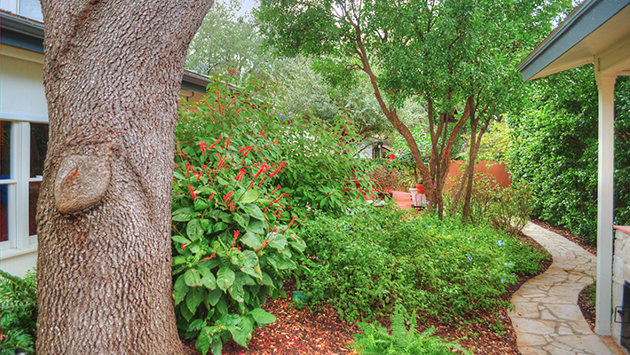 oak tree garden