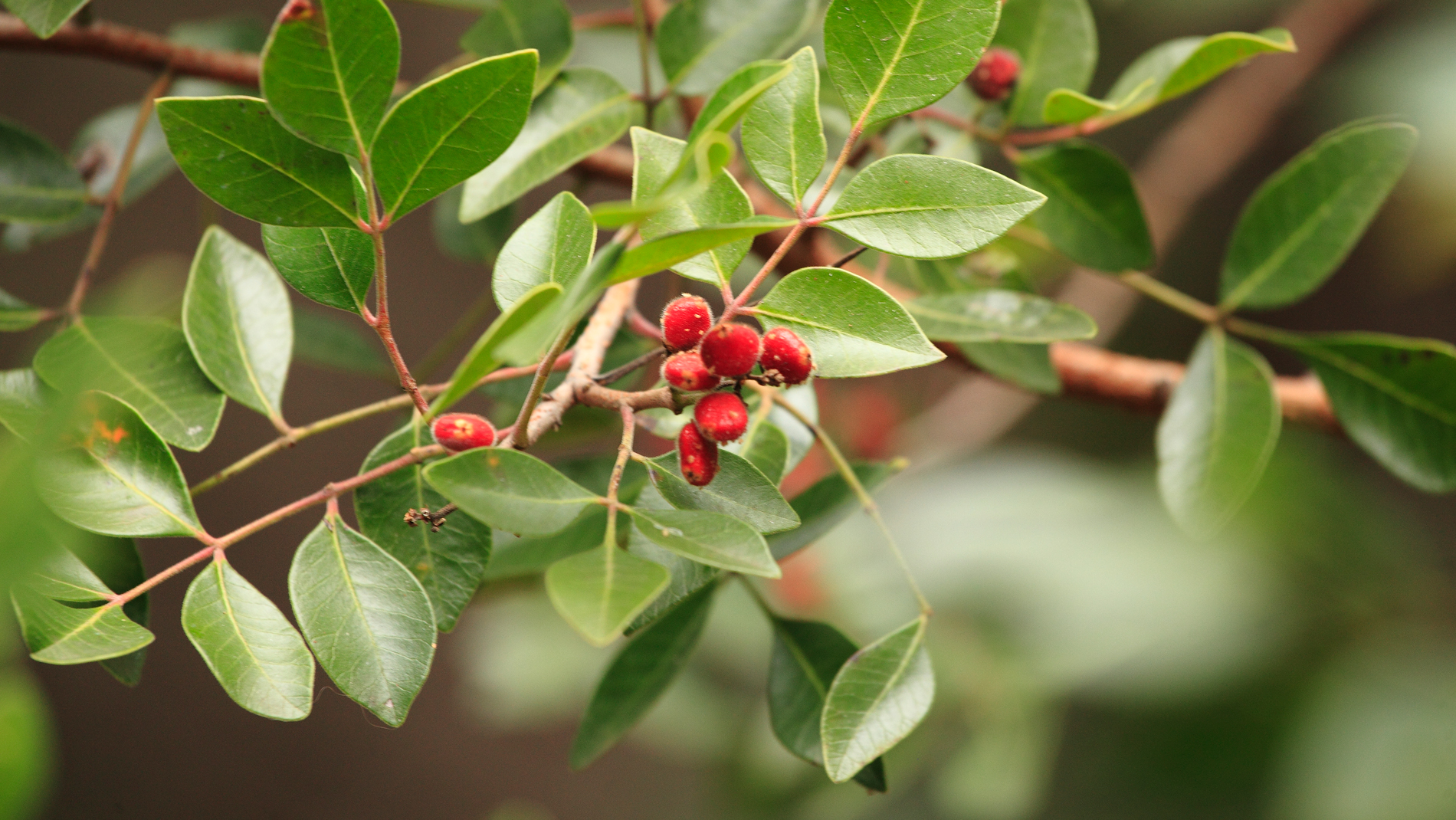 Evergreen Sumac