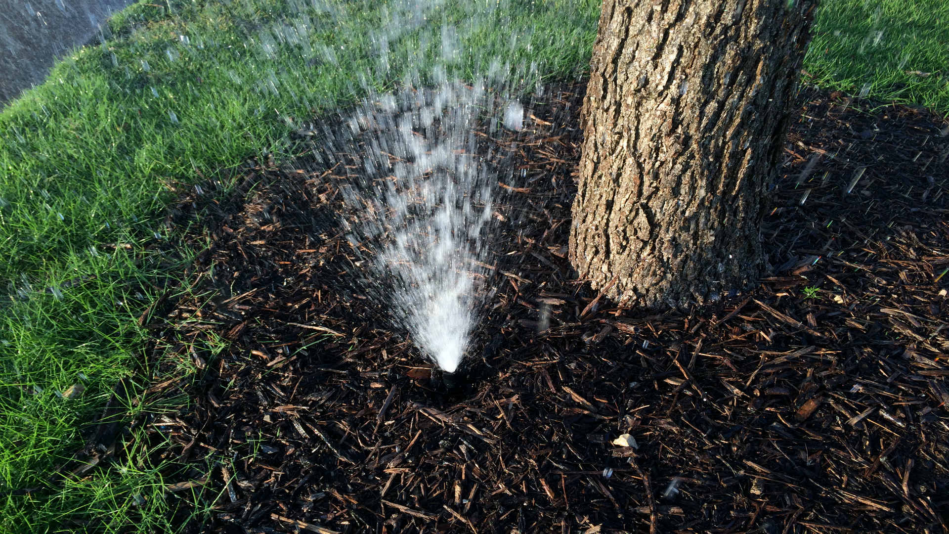 Bubblers can be removed from trees after establishment to prevent water waste and entanglement with roots. Broken bubbler wasting water near a tree.