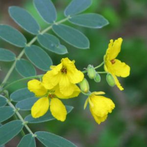 Senna's yellow flowers stand out on Texas roadsides late in summer.