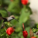 Black-Chinned Hummingbird visiting Turk's Cap flowers for nectar.