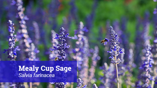 mealy cup sage