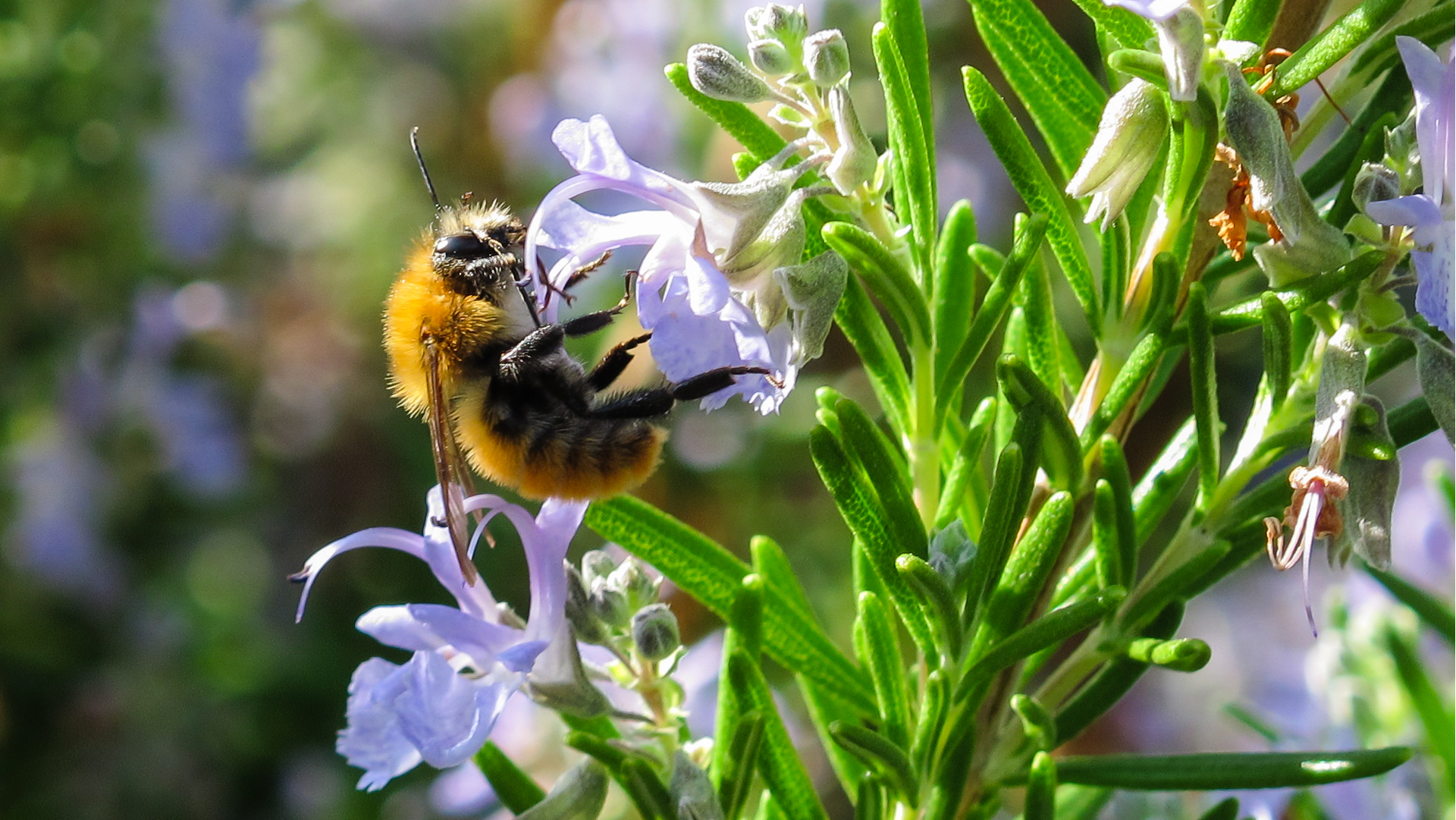 bee on rosemary