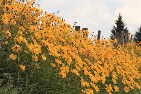 maximilian-sunflower-450