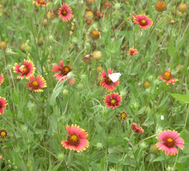 1488544783Indian-Blanket-Gaillardia-pulchella-form-Cabbage-White-Bfly-Pieris-rapae.jpg