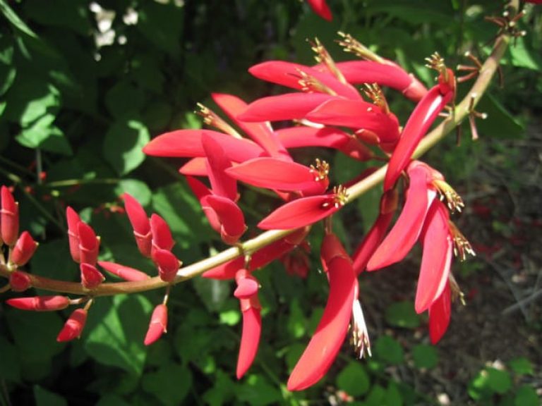1488545080Indian-coral-tree-Erythrina-bidwillii-flower-detail.jpg