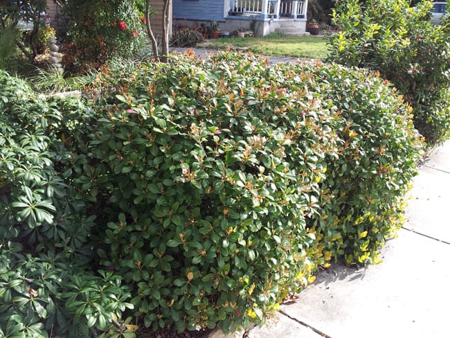 1488547010Dwarf-Indian-hawthorne-Rhaphiolepis-indica-form-2.jpg