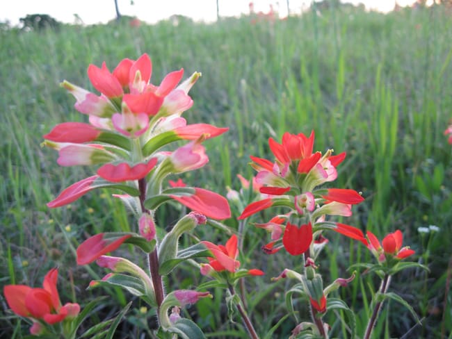 1488547233indian-paintbrush-castilleja-indivisa-detail.jpg