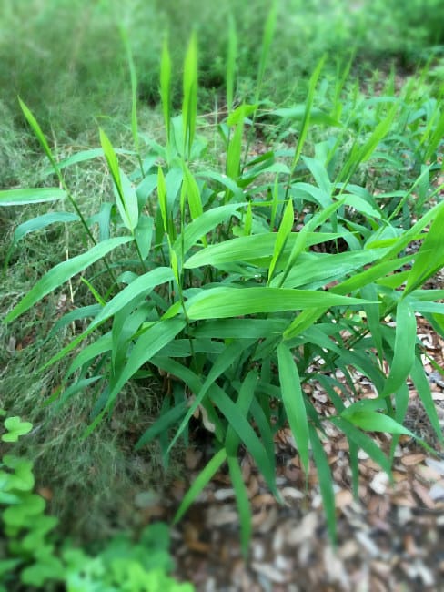 1488547469Inland-Sea-Oats-Chasmanthium-latifolium-form.jpg