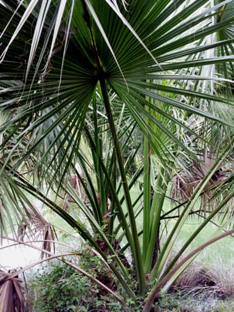 1488547513Palmetto-Sabal-minor-form-websized.jpg