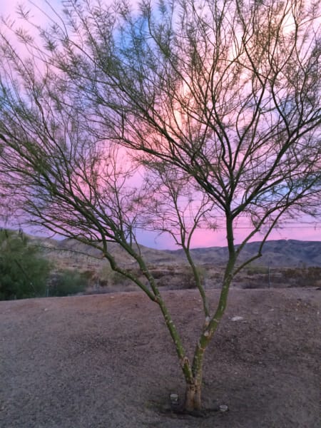 1488548683Paloverde-Desert-Museum-Cercidium-x-parkinsonia-form-recent-transplant-January.jpg