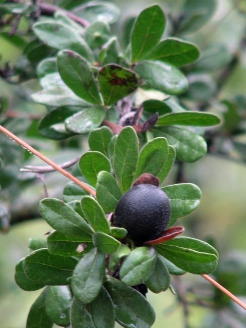1488548980persimmon-texas-diospyros-texana-fruit-detail.jpg