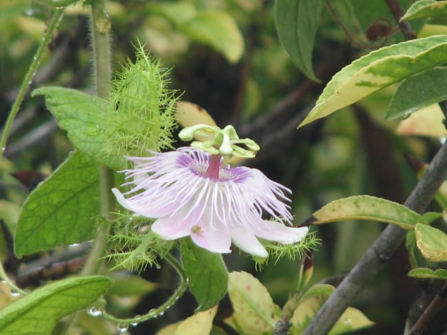 1488551664passion-flower-passiflora-incarnata-detail.jpg