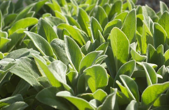 1488552851Lambs-Ear-Stachys-byzantina-detail.jpg