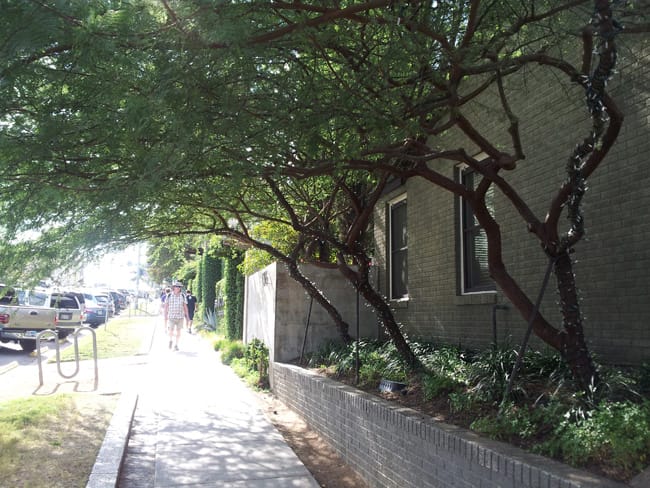1488553039Huisache-Vachelia-farnesiana-street-tree.jpg