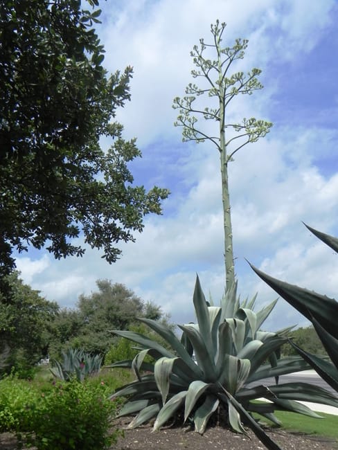 1488553537Agave-Century-Agave-americana-form-blooming-Alamo-Parkway-6-2014.jpg