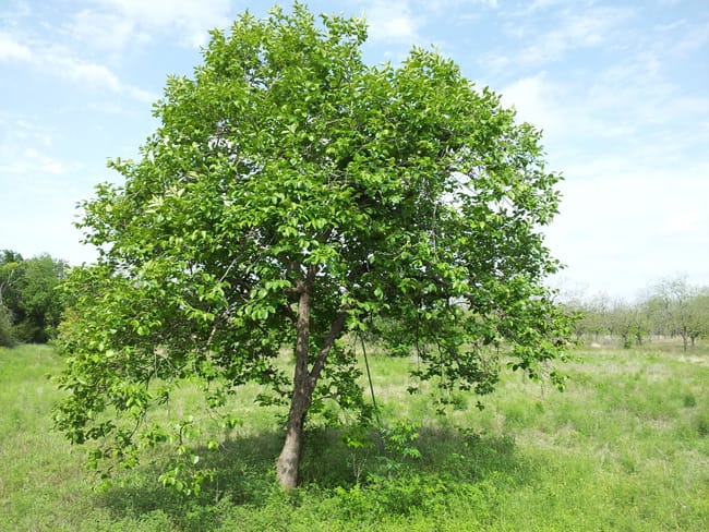 1488553836Persimmon-Asian-Diospyros-kaki-form.jpg
