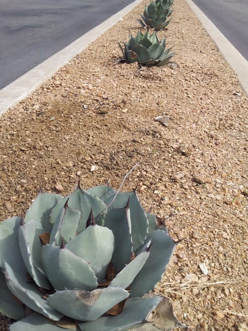 1488554699agave-artichoke-agave-parryana-var-truncata-form-2013-02-15.jpg