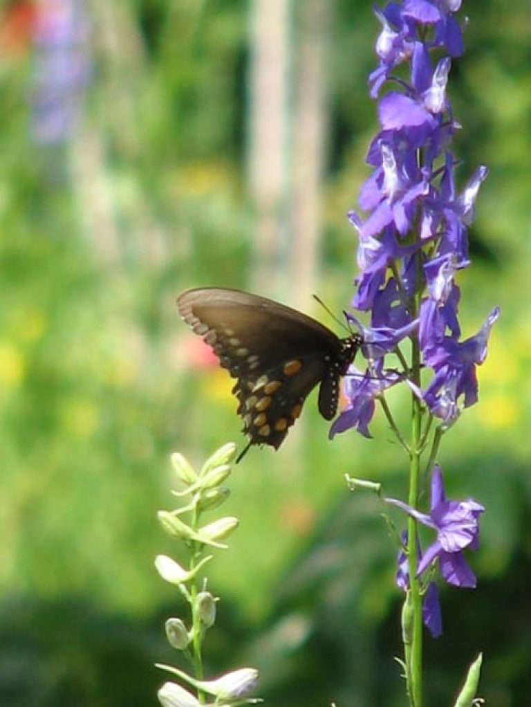 1488554981larkspur-consolida-ambigua-detail.jpg