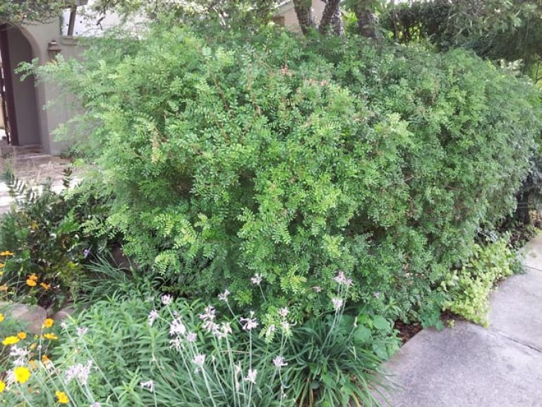 1488555835Pistache-Tesas-Pistacia-texana-form-Terrell-Hills-NNB.jpg