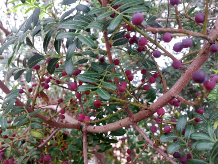 1488555841Pistache-Texas-Pistacia-texana-detail-fruit.jpg