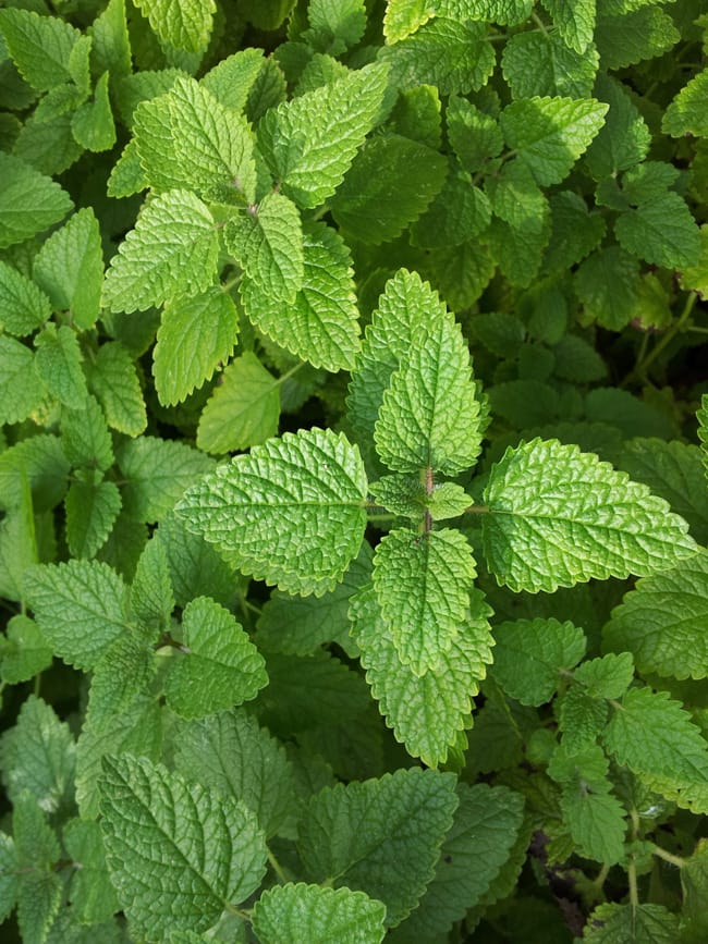 1488556431Lemon-Balm-Melissa-odorata-detail.jpg